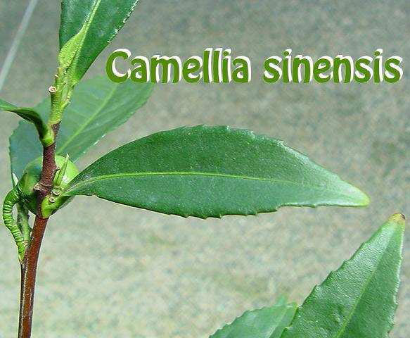 Camellia sinensis